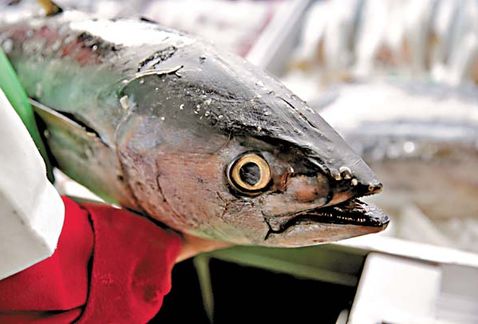 estadunidenses-incluyeron-Dolphin-proteccionista-comercio_MILIMA20170426_0062_8