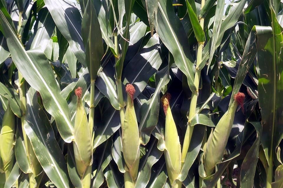 maiz.jpg