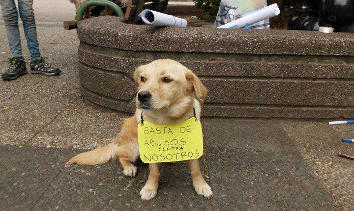 perros-atacan-hasta-la-muerte-a-velador-en-los-limites-de-tonala-y-tlaquepaque