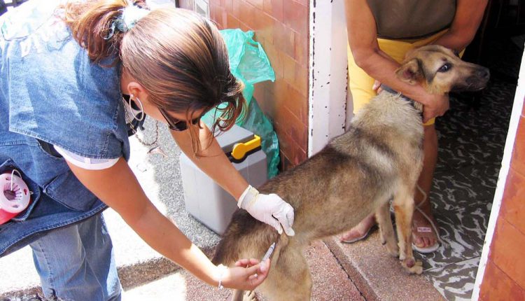 pide-pt-dar-importancia-al-secuestro-de-mascotas